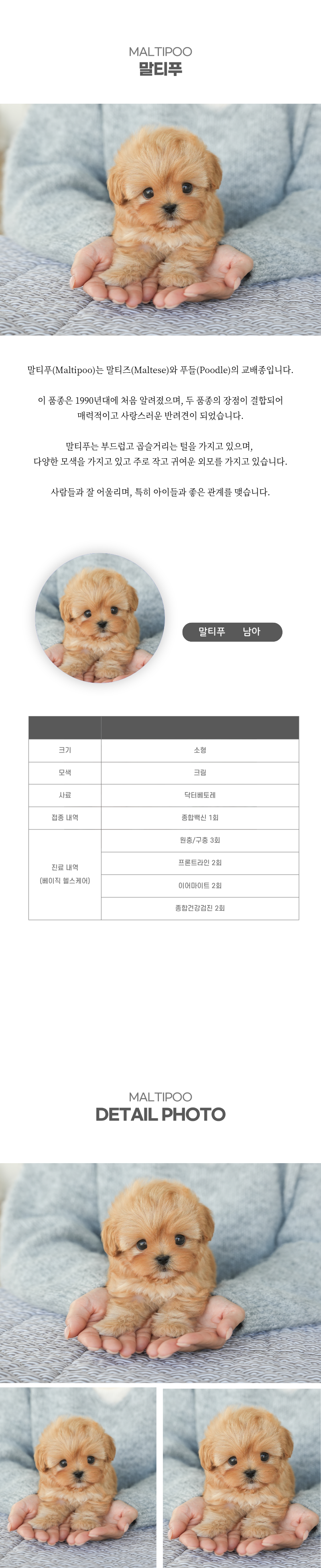 말티푸_상세이미지_2